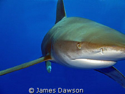 Eye to Eye. Oceanic Whitetip shark at Daedalus reef taken... by James Dawson 